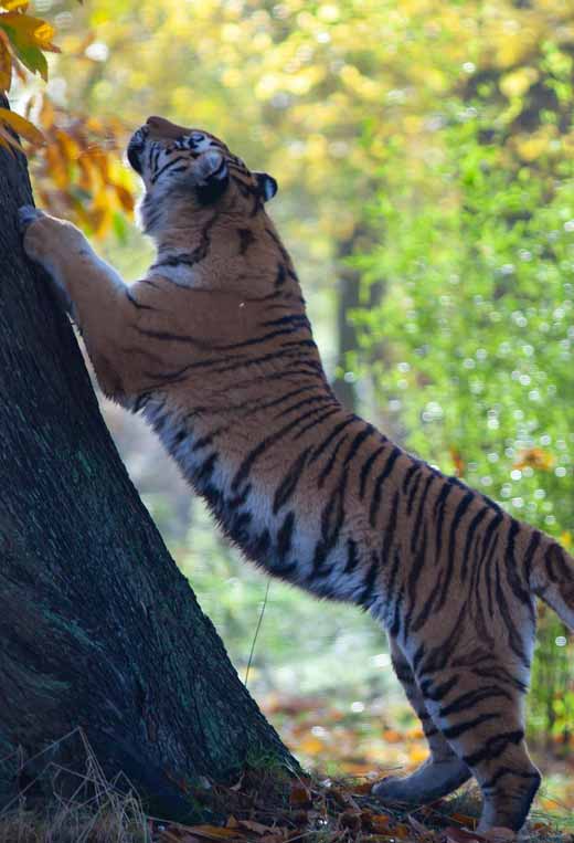 Rajasthan Wildlife